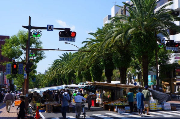 【愛媛県内発】 土佐の日曜市とバイカオウレン咲く牧野植物園 日帰り1